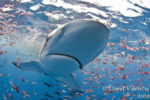 During a feeding frenzy in a baitball this silky shark fo... by David Valencia 